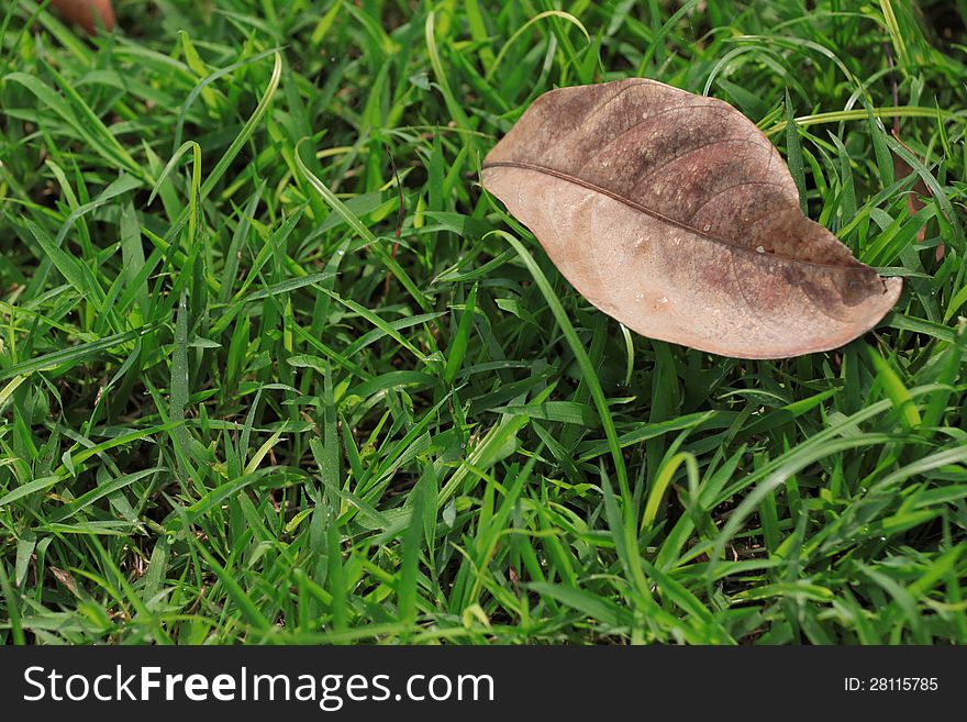 A Brown Leaves on the Green grass. A Brown Leaves on the Green grass.