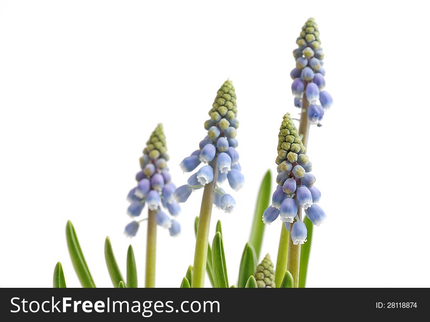 Fresh grape hyacinth isolated on white