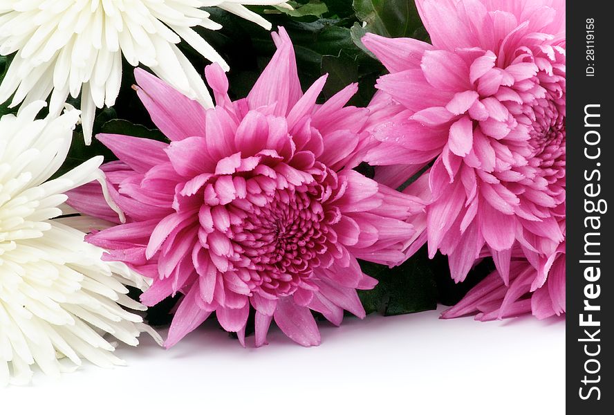 Bunch of Pink and White Chrysanthemum closeup on white background