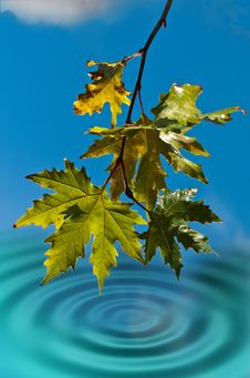 Wet Leaves Royalty Free Stock Image Wet Leaves Royalty Free Stock Image