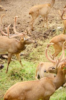 Male Deer. Royalty Free Stock Photos Male Deer. Royalty Free Stock Photos