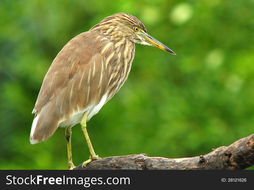 Chinese Pond Heron :Ardeola Bacchus