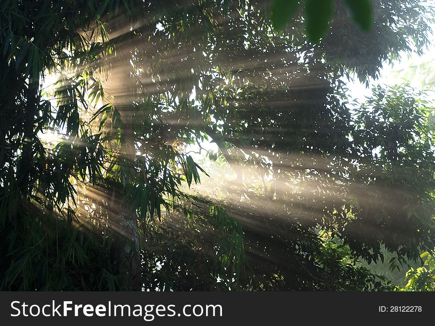 Sunbeams piercing through leaves in the morning