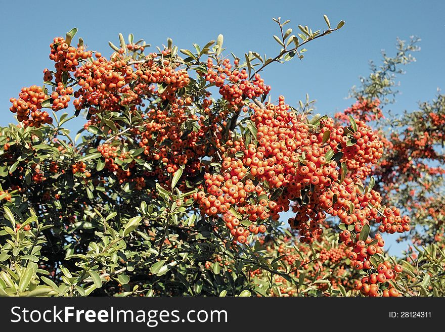 Firethorn bush with ripe berries