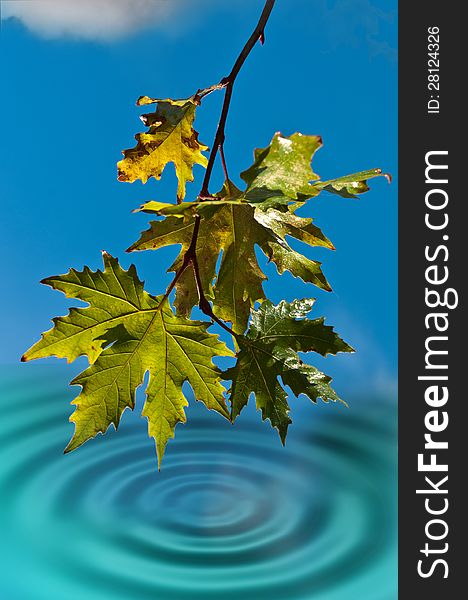 Wet leaves maple branch hanging over the water, the water laps against drops