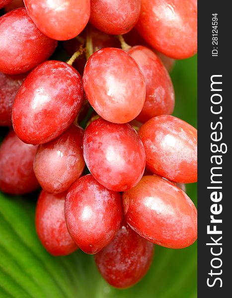 Big seedless red grape fresh from orchard. Big seedless red grape fresh from orchard.