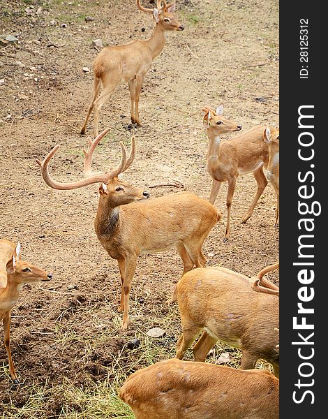 Group of Male Eld's Deer (Rucervus eldii). Group of Male Eld's Deer (Rucervus eldii).