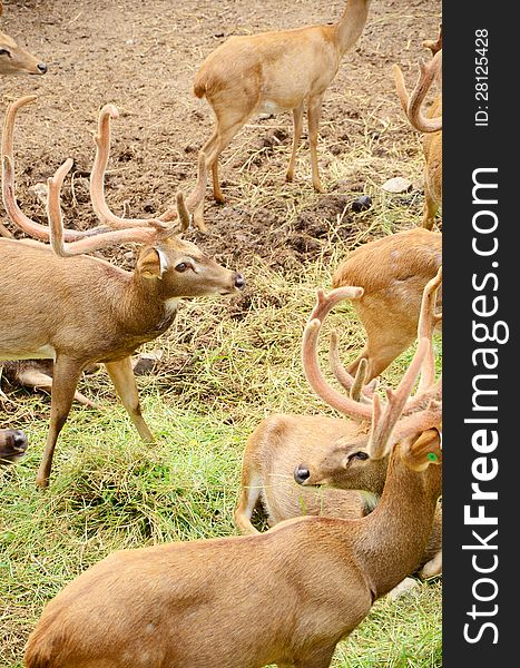 Group of Male Eld's Deer (Rucervus eldii). Group of Male Eld's Deer (Rucervus eldii).