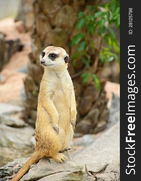 Meerkat (Suricata suricatta) in cute posture. Meerkat (Suricata suricatta) in cute posture.