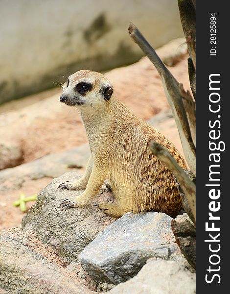 Meerkat (Suricata suricatta) in cute posture. Meerkat (Suricata suricatta) in cute posture.