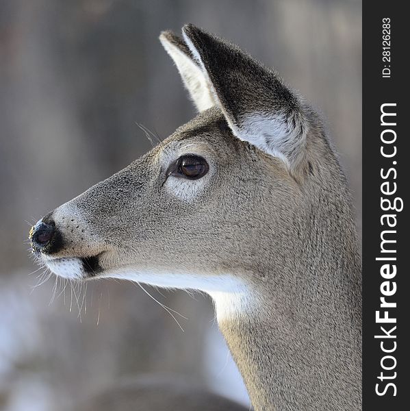 Close up of a doe Whitetailed Deer face. Close up of a doe Whitetailed Deer face