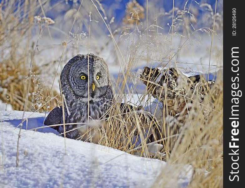 Great Grey Owl perched on a stump