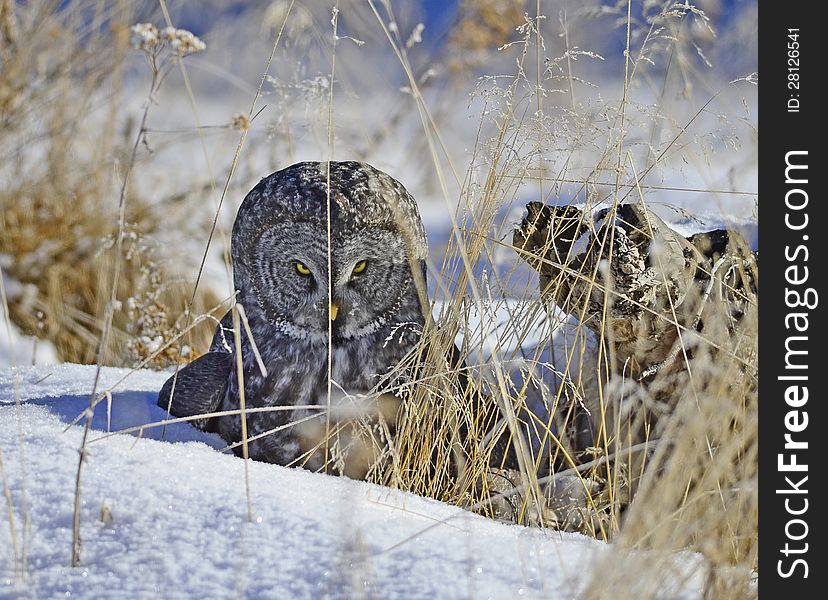 Great Grey Owl perched on a stump