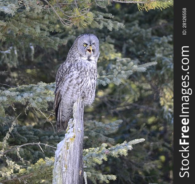 Great Grey Owl perched on a stump