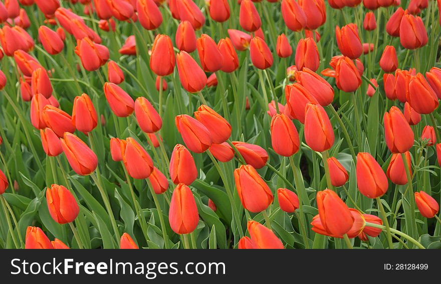 Field Of Tulips