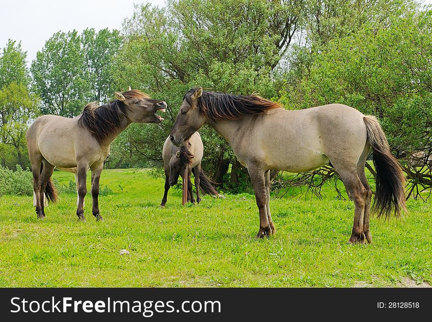 Horses Fighting In Nature
