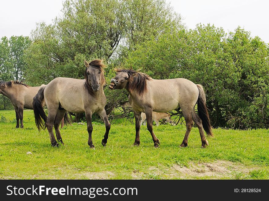 Wild konic horses fighting for leadership in beautiful landscape. Wild konic horses fighting for leadership in beautiful landscape