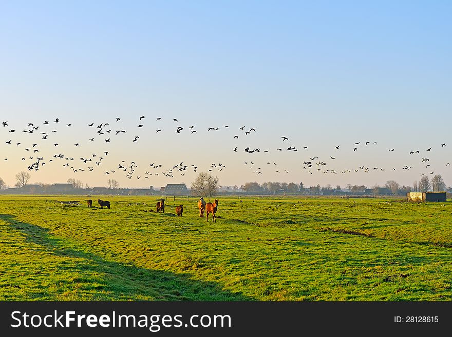 Meadow with horses and flying geese. Meadow with horses and flying geese