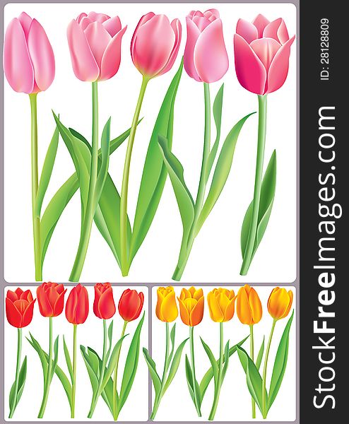 Beautiful tulips in different color. Contains transparent objects. EPS10
