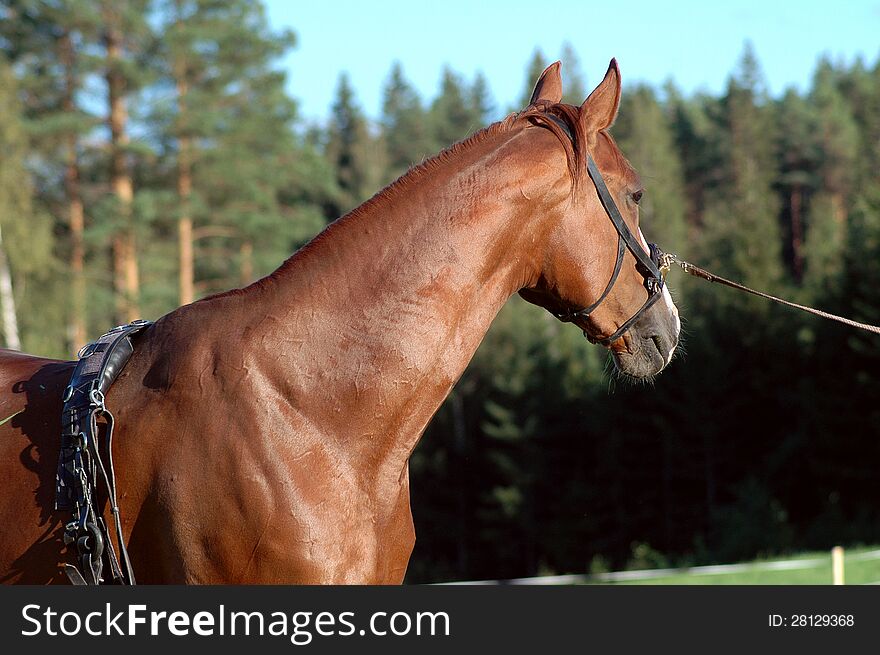 Chestnut horse with a lunge cavesson and a training surcingle. Chestnut horse with a lunge cavesson and a training surcingle