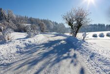 Frozen Trees And Road, Great Shadows Stock Image Frozen Trees And Road, Great Shadows Stock Image