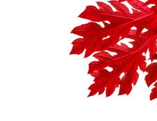 Red Leaves Border On White Background Stock Image Red Leaves Border On White Background Stock Image