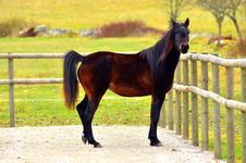 One Arabian Horses Royalty Free Stock Photo One Arabian Horses Royalty Free Stock Photo