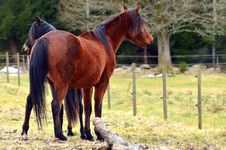 Two Arabian Horses Royalty Free Stock Photos