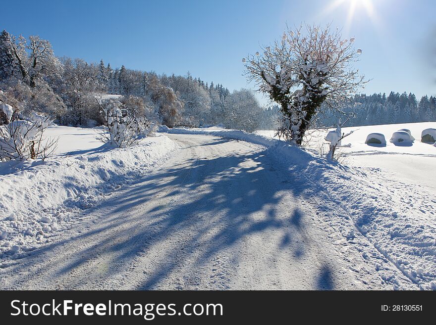 Frozen trees and road in a field, with great shadows in front of tree. Frozen trees and road in a field, with great shadows in front of tree