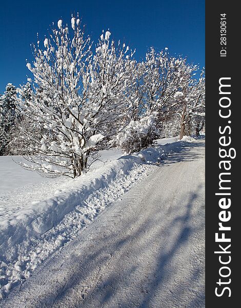 Snow-covered road in forest