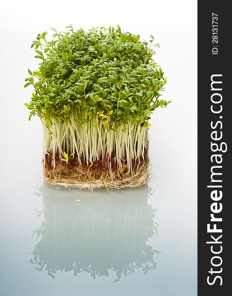 Shoots of cress on white glossy background.