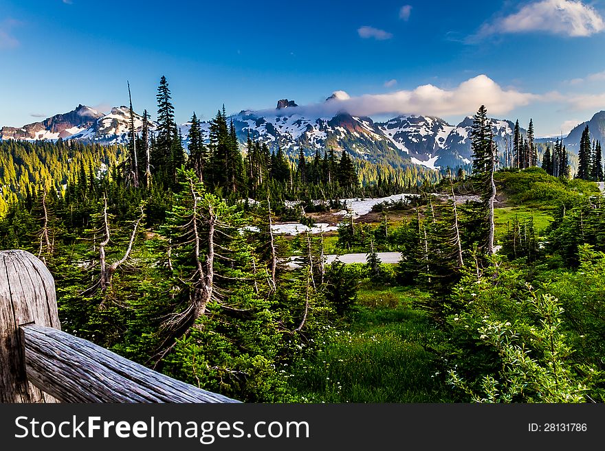 Alpine Meadow On Mount Rainier, Wash.