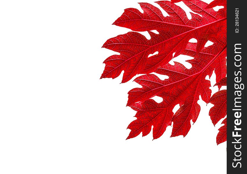 Red Leaves Border On White Background