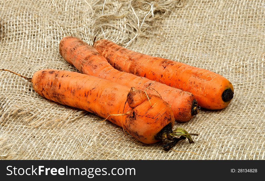 Three Perfect Carrots Straight from Garden closeup on Sacking background