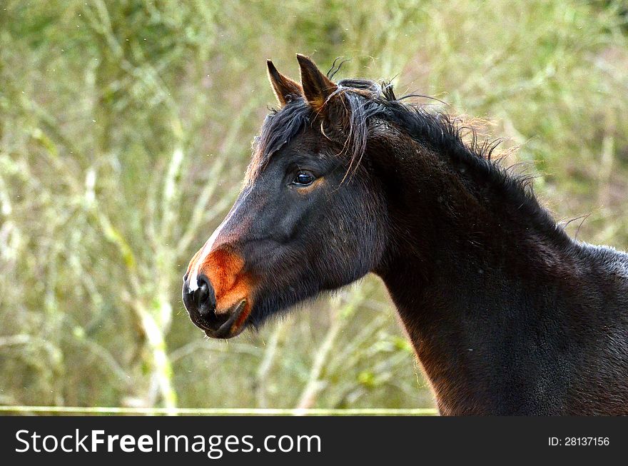 Arabian horse in brown color closeup. Arabian horse in brown color closeup.