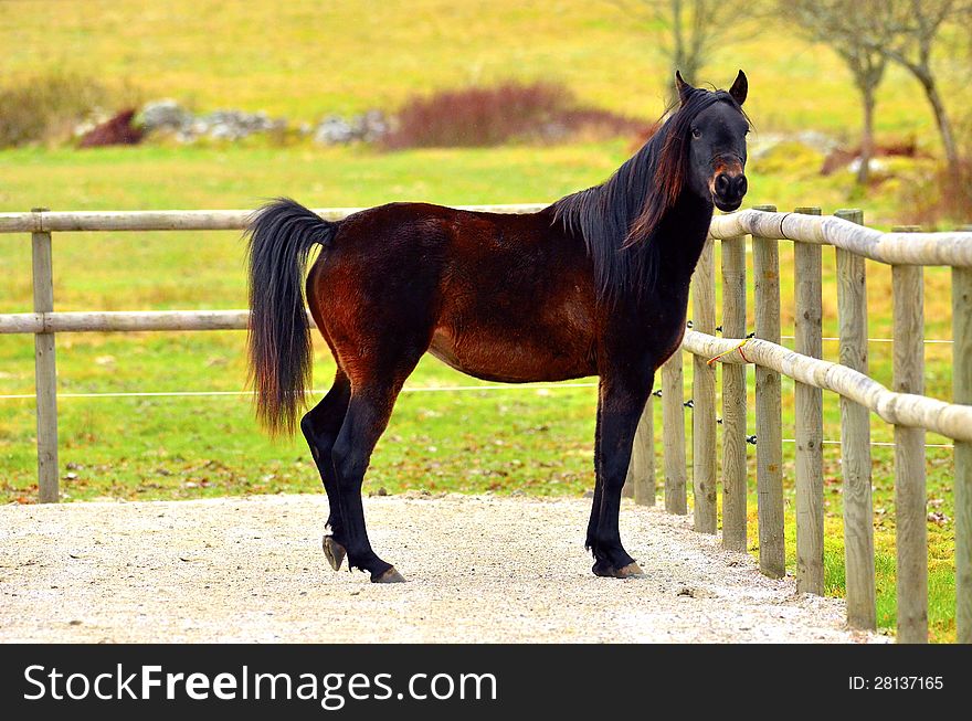 Arabian horse in brown color standing alone. Arabian horse in brown color standing alone