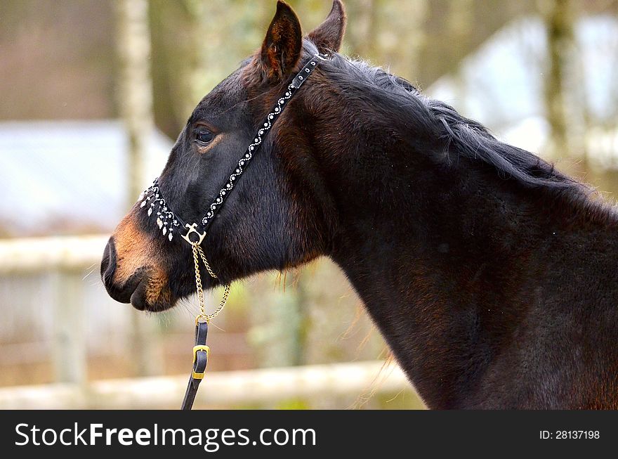 Arabian horse in brown color closeup. Arabian horse in brown color closeup.