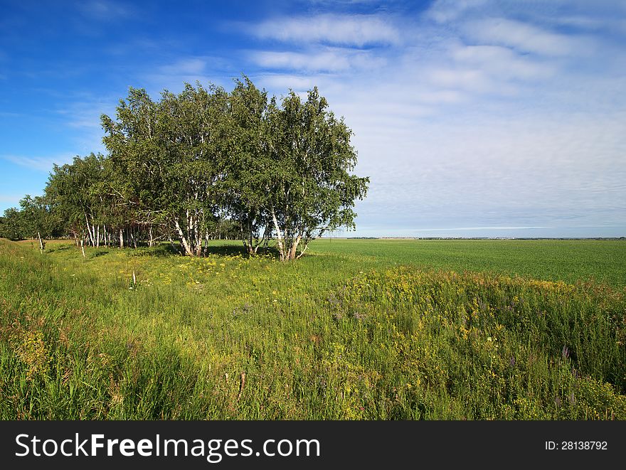 Russian Birch Trees On The A Green Meadow.