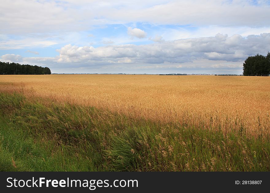 Field of ripe wheat. Omsk Region. Russia.