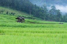 Green Rice Paddy Terrace And A Small Hut Stock Photo Green Rice Paddy Terrace And A Small Hut Stock Photo