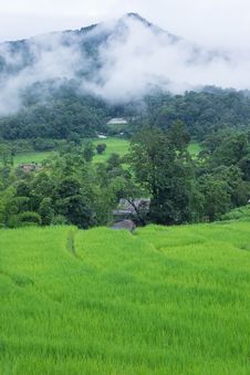 Green Rice Paddy Terrace In Thailand Royalty Free Stock Image