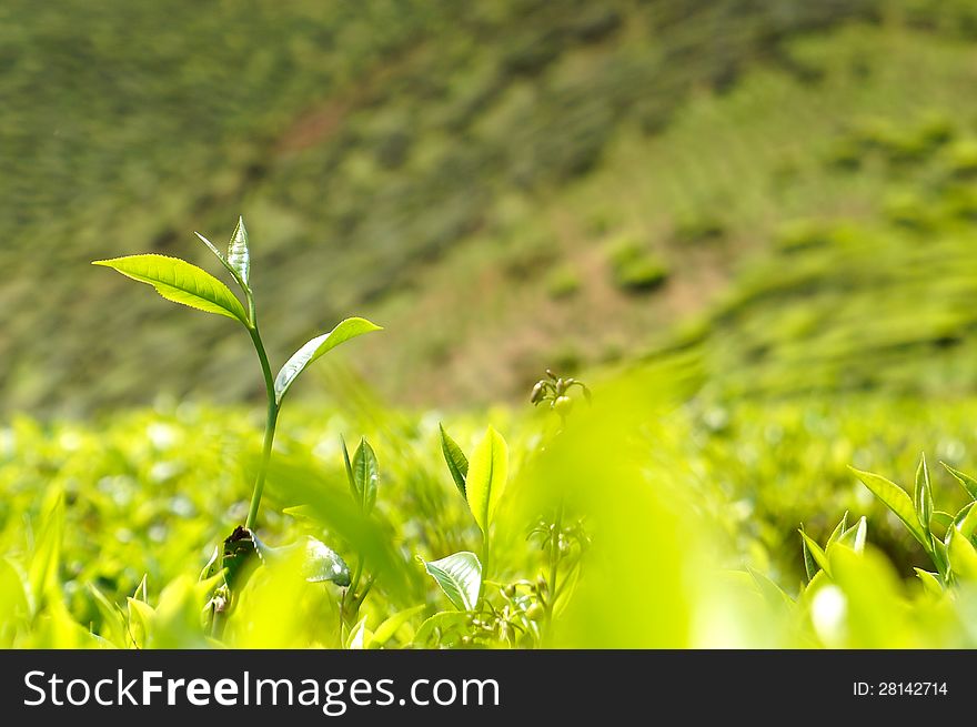 Green tea bud and fresh leaves at tea plantations. Green tea bud and fresh leaves at tea plantations.