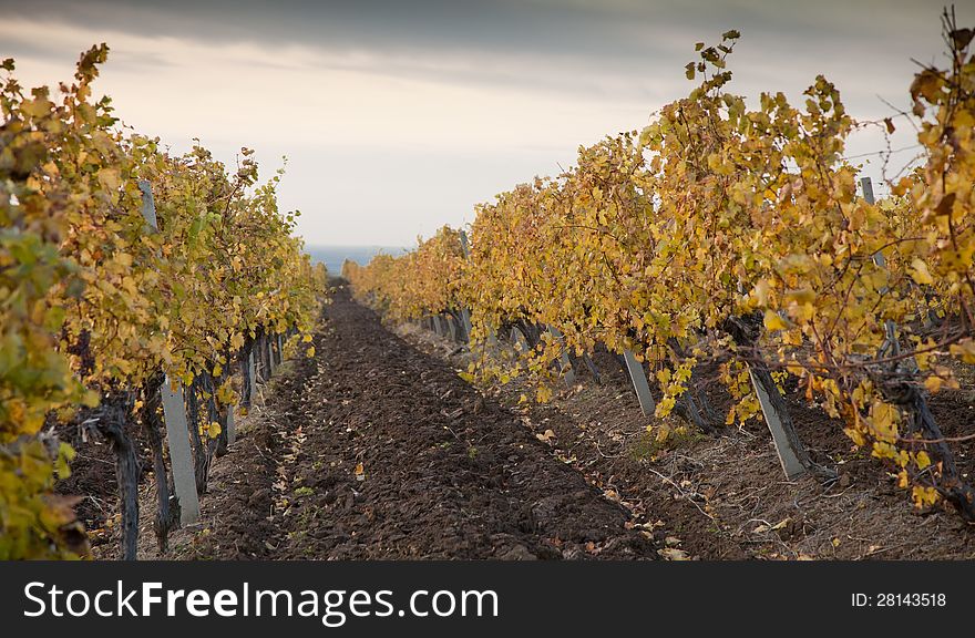 Vineyards in the autumn with yellow leaves