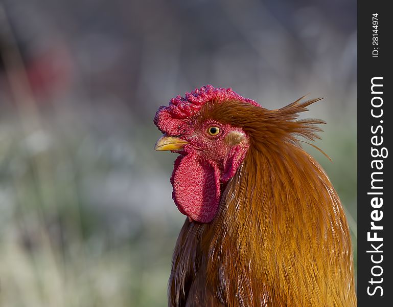Portrait of an ordinary rooster