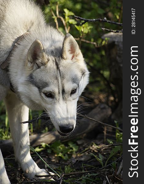 Dog breed Siberian Husky chews a twig. Dog breed Siberian Husky chews a twig