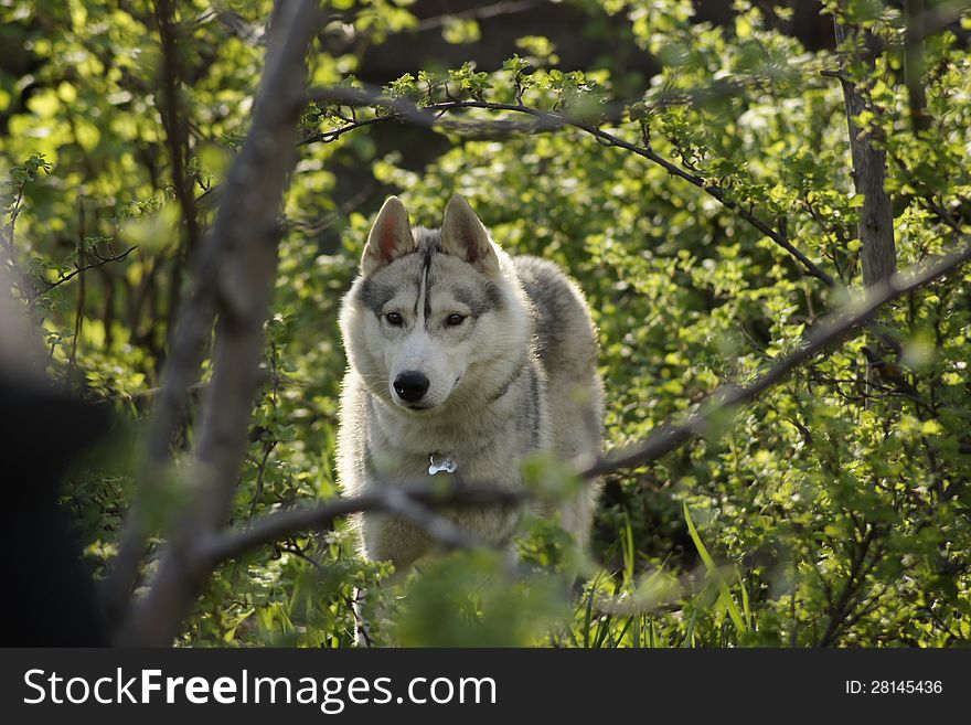 Among the green trees hiding a dog breed Siberian Husky. Among the green trees hiding a dog breed Siberian Husky