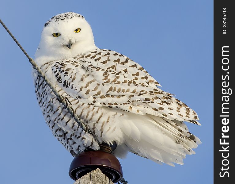 Snowy Owl on a power pole. Snowy Owl on a power pole