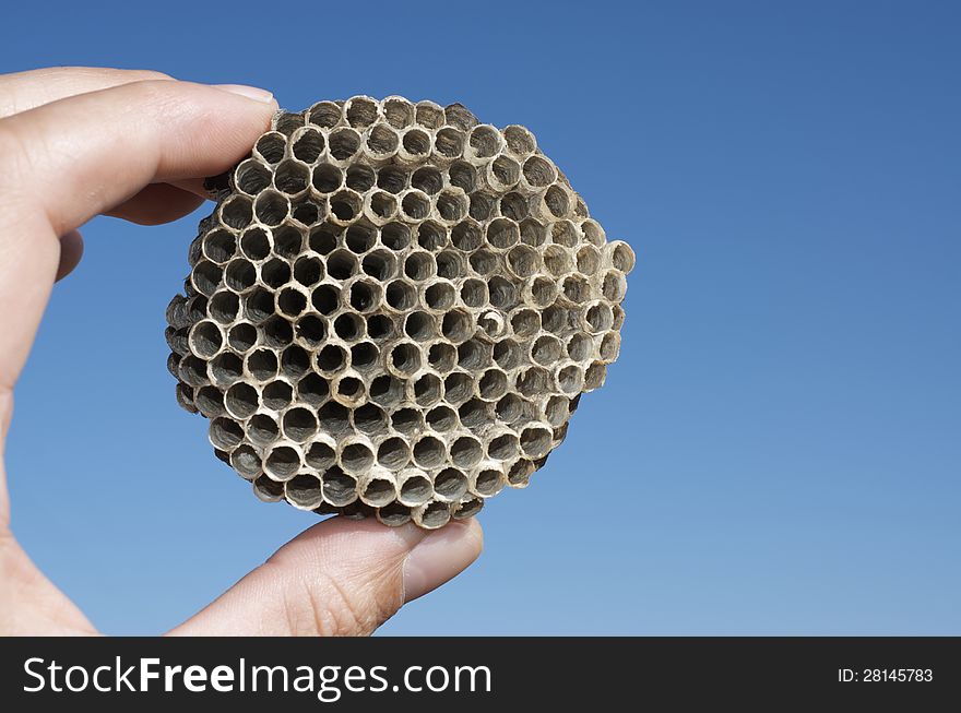 Closeup of a wasps' nest with  a clear blue sky background. Closeup of a wasps' nest with  a clear blue sky background