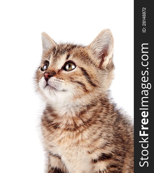 Portrait of a kitten on a white background