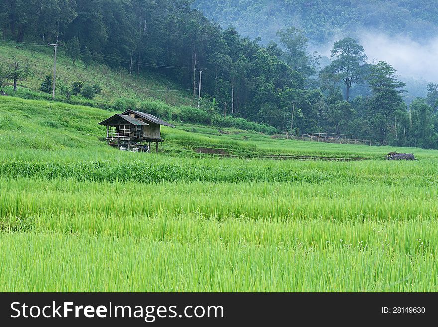 Green Rice Paddy Terrace And A Small Hut